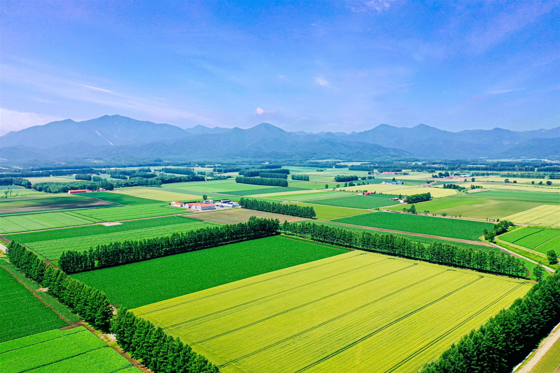 北海道の畑と防風林の空撮