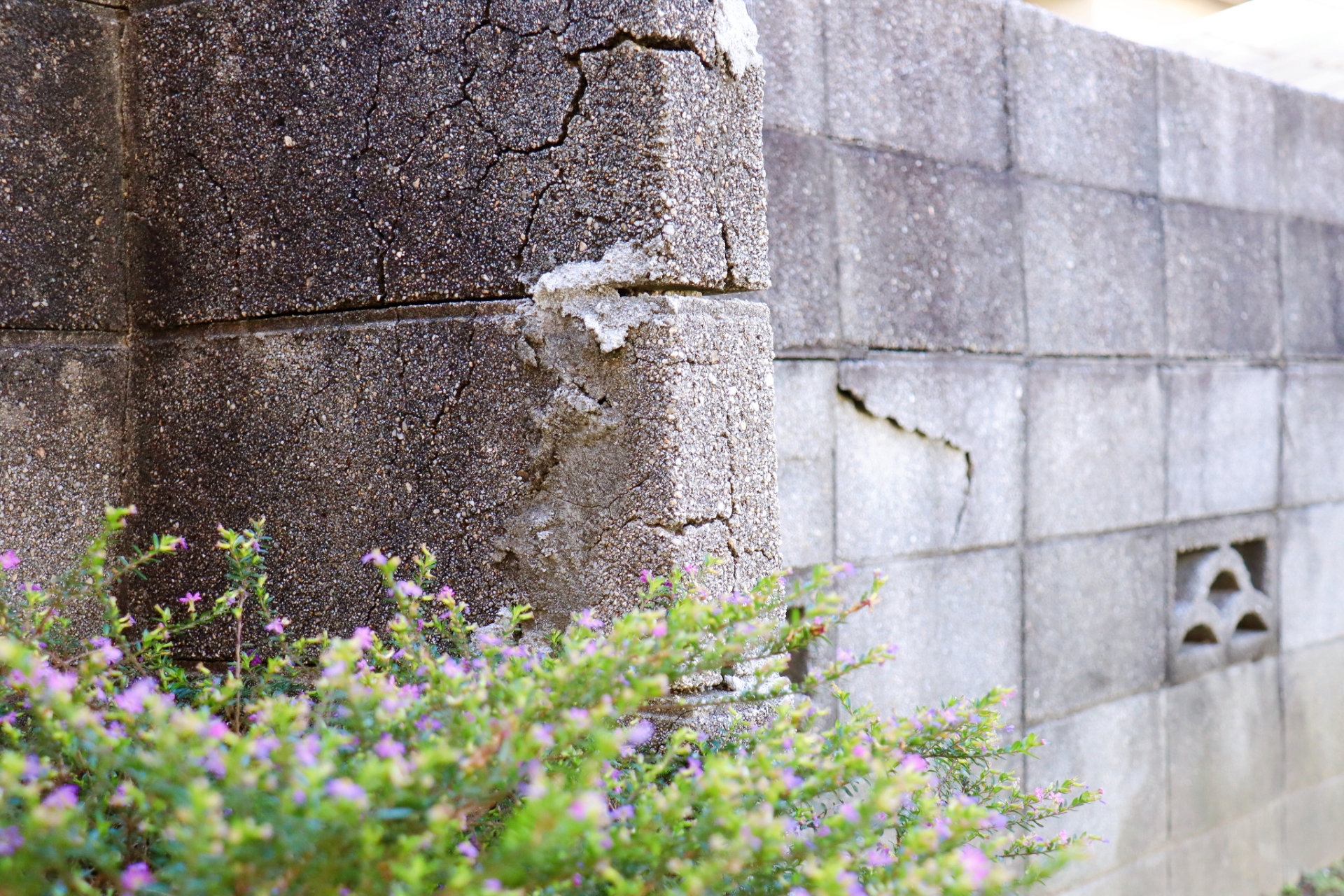 ひび割れたブロック塀と手前に咲く小さな花